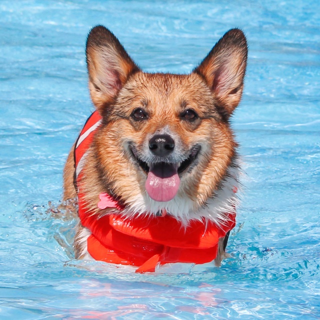 Hund im Wasser