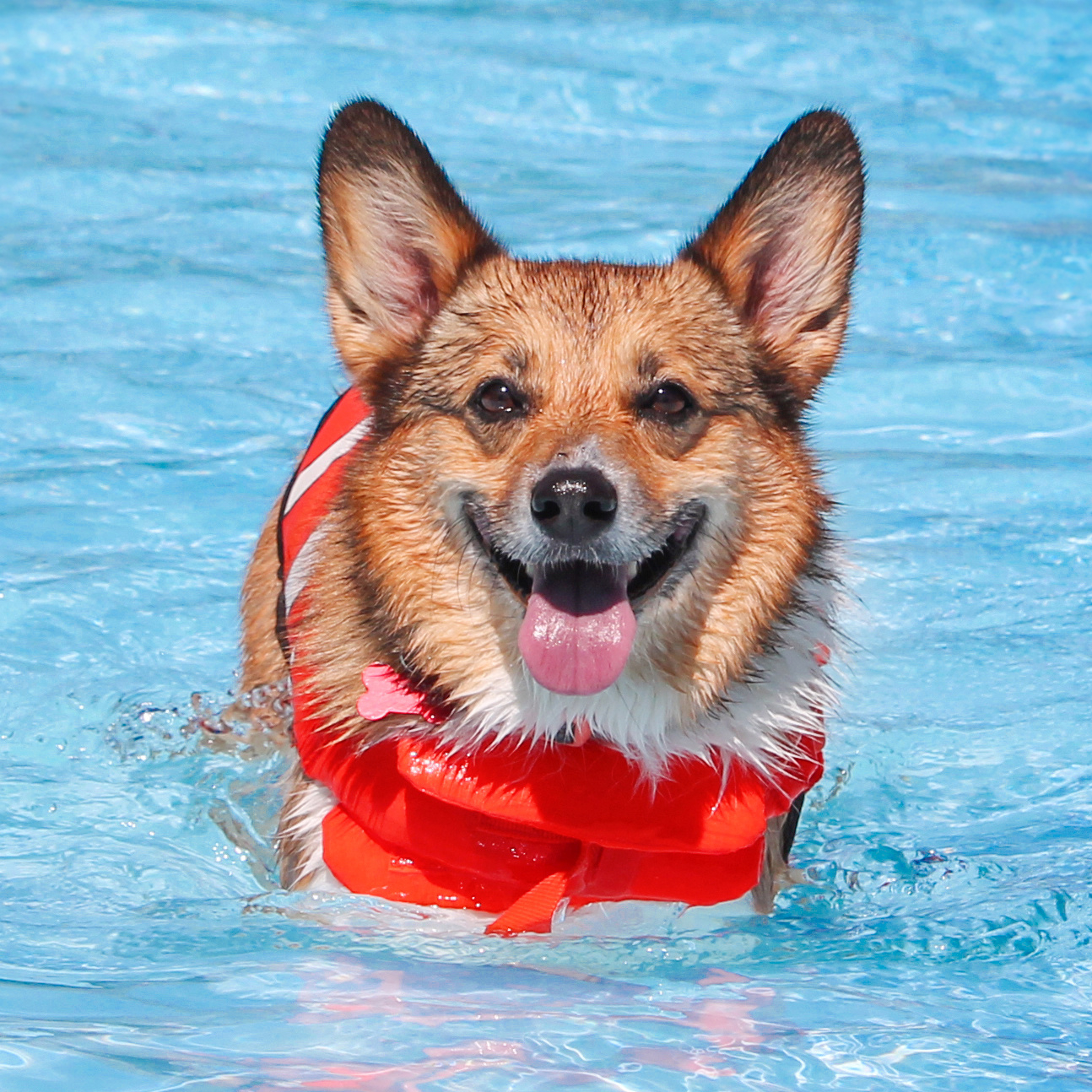 Hundebadetag 2026 Dallenbergbad