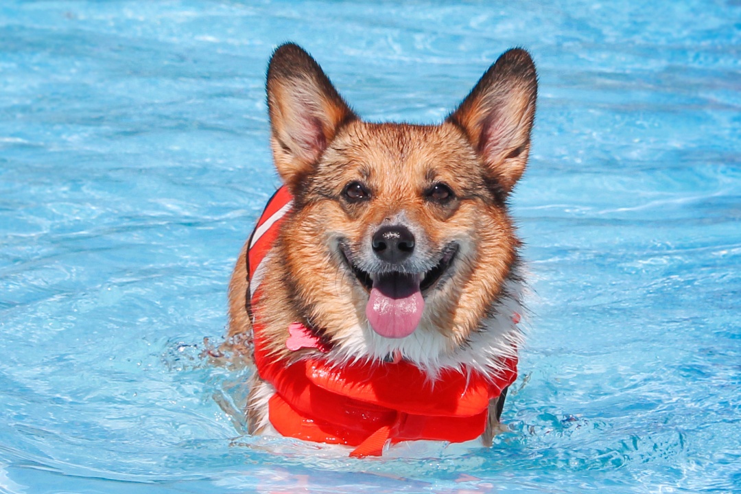Bild für Hundebadetag im Dallenbergbad